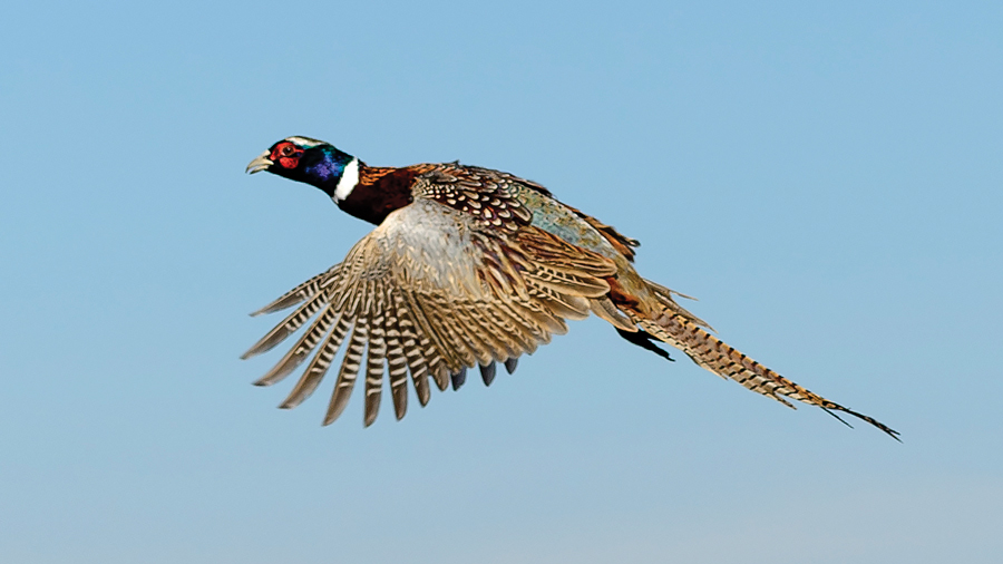 South Dakota Pheasant Season 2025 Alma Lyndel